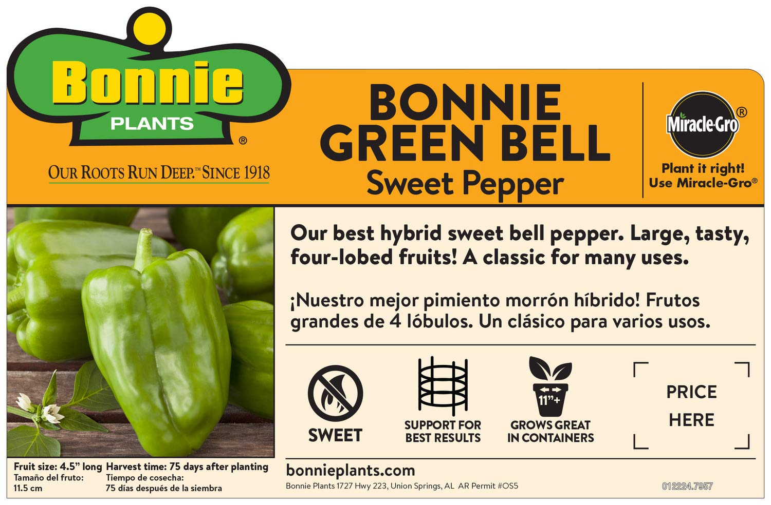 Green bell pepper fruit close-up for fresh eating