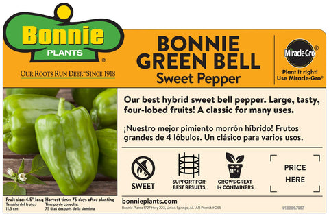 Green bell pepper fruit close-up for fresh eating