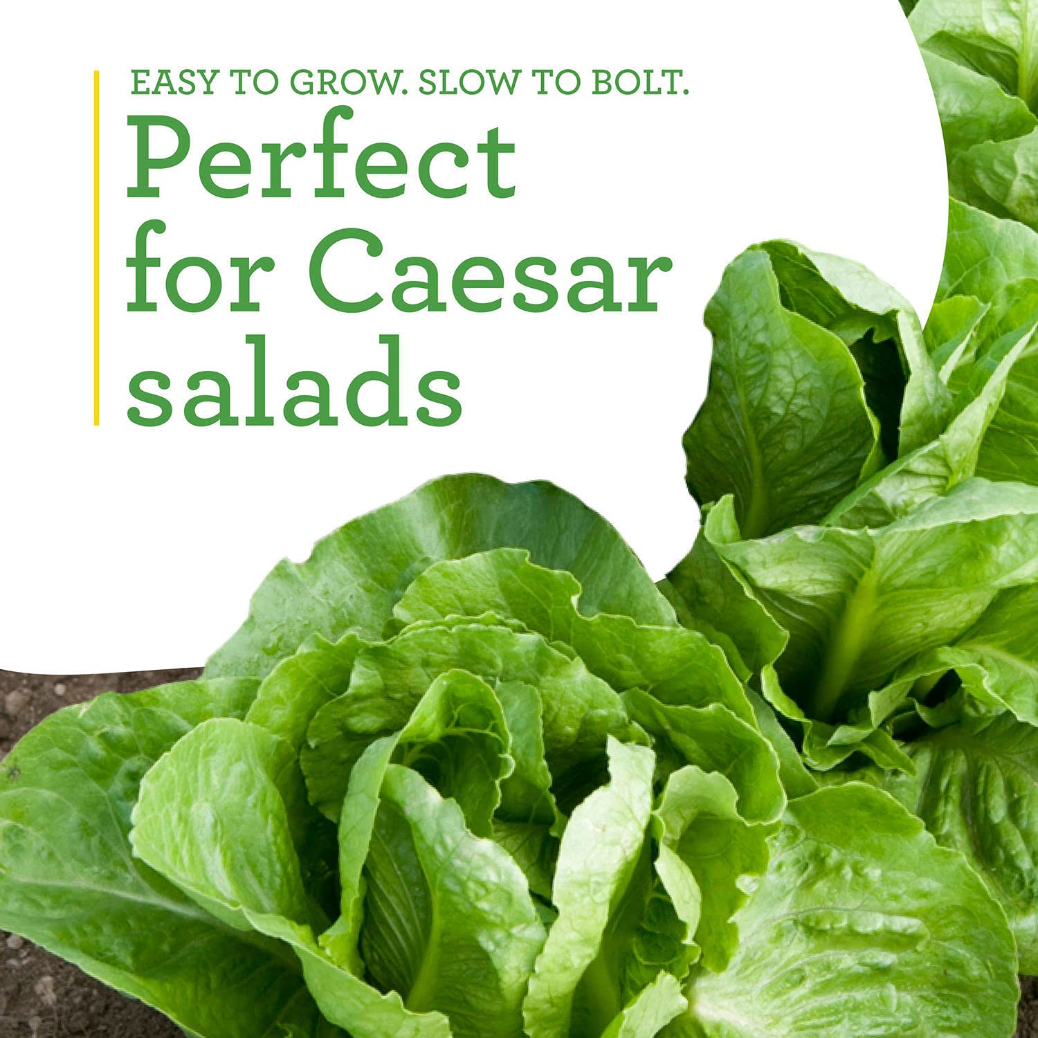 Bonnie Plants Green Romaine Lettuce matures in about 21 days after planting.
