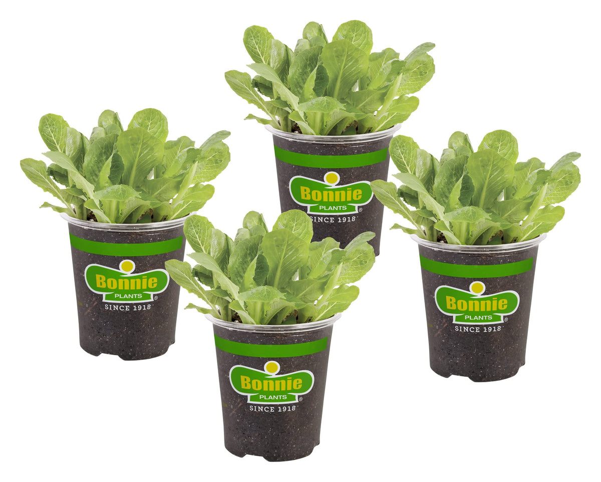 Bonnie Plants Green Romaine Lettuce compact rosette for easy home salads.