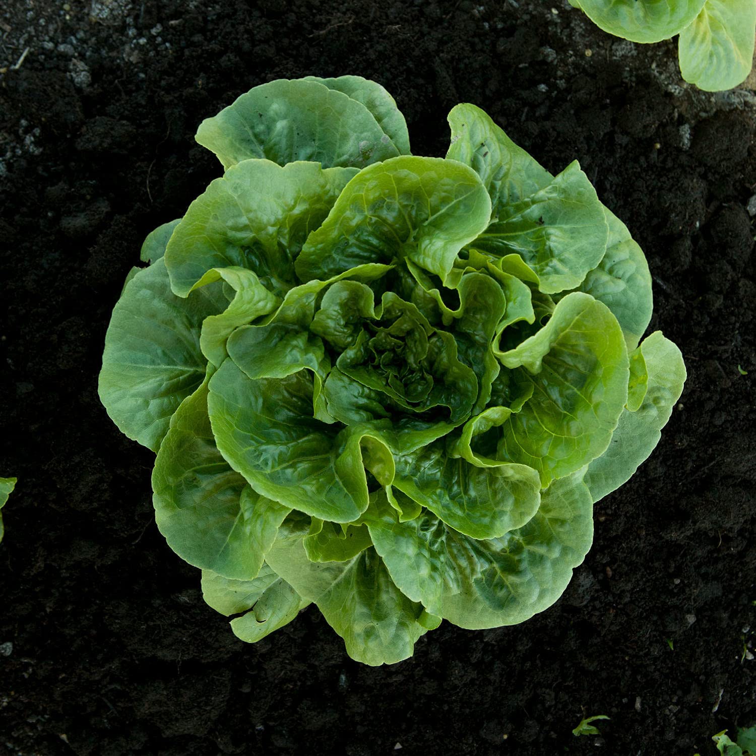 Bonnie Plants Green Romaine Lettuce upright leaves for fresh sandwiches.