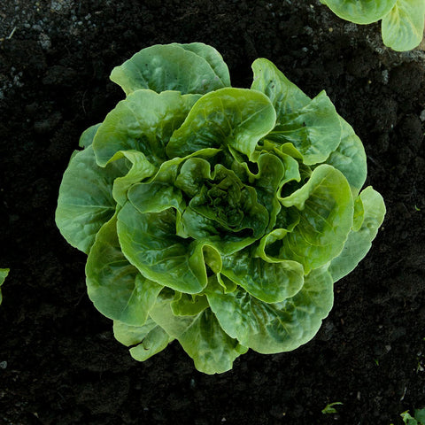 Bonnie Plants Green Romaine Lettuce upright leaves for fresh sandwiches.
