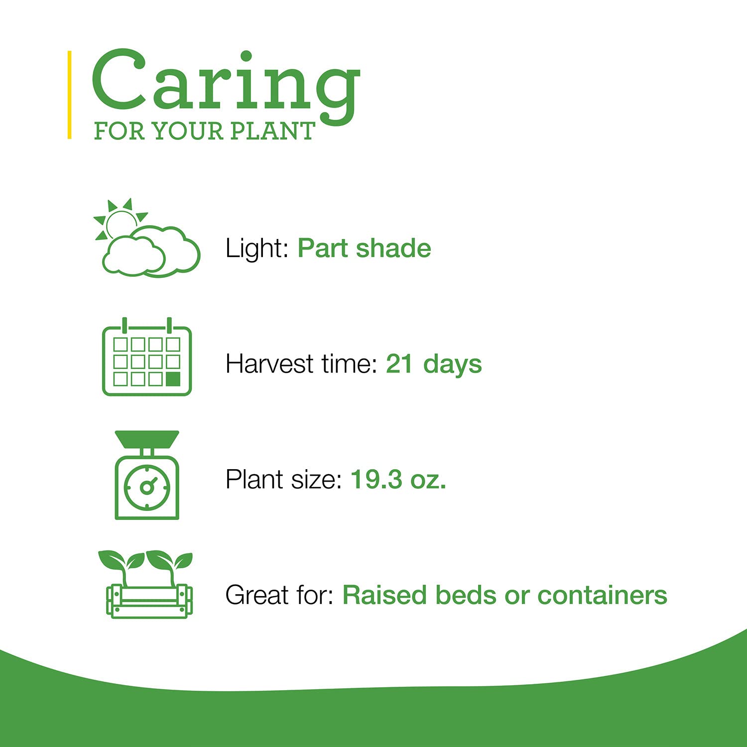 Bonnie Plants Green Romaine Lettuce tolerates partial shade in hot climates.