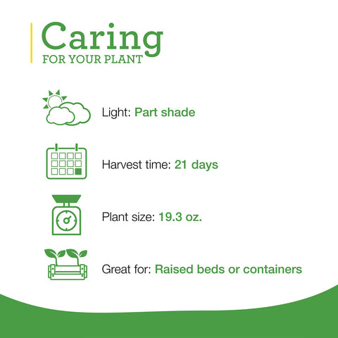 Bonnie Plants Green Romaine Lettuce tolerates partial shade in hot climates.
