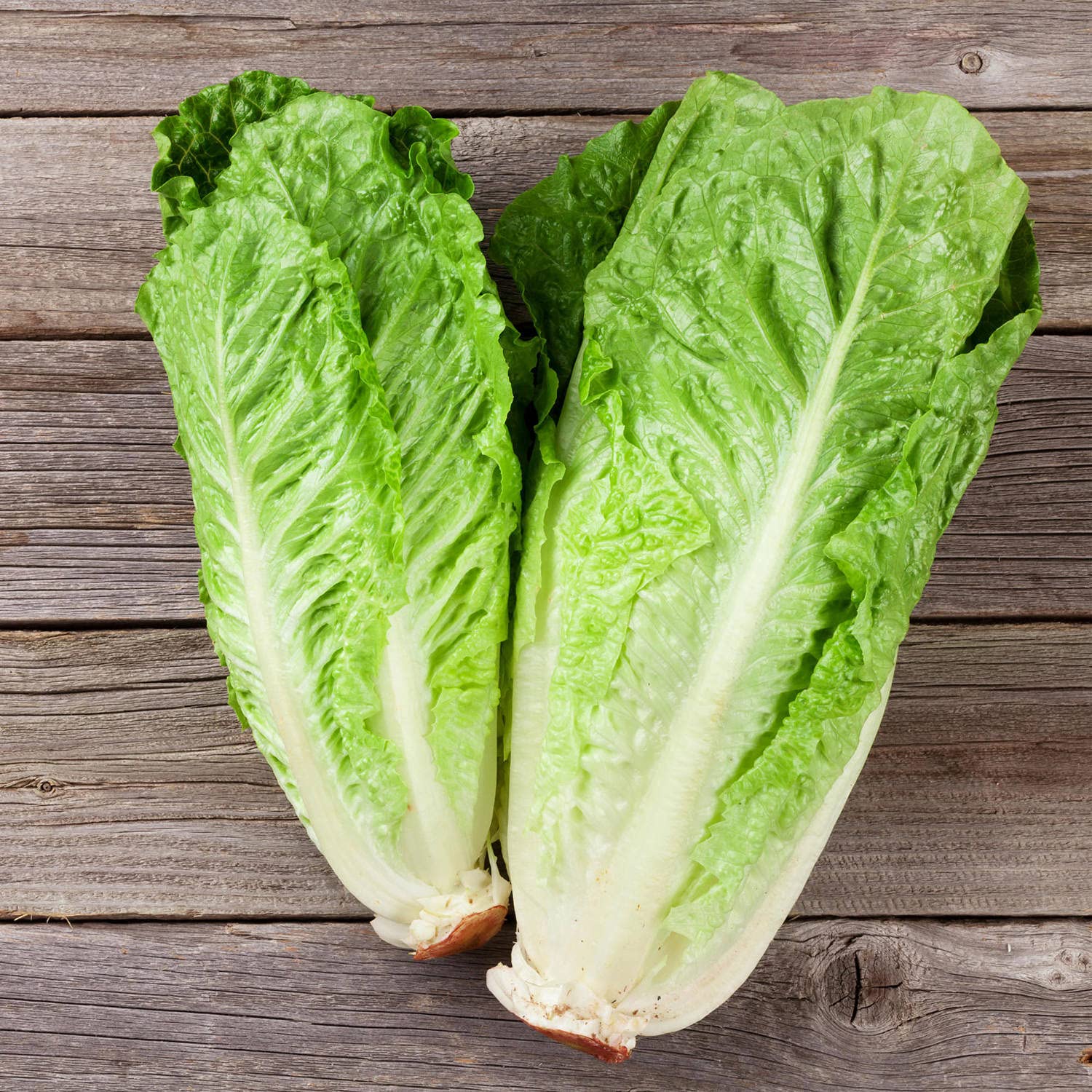 Bonnie Plants Green Romaine Lettuce shows white hearts and crisp leaves.