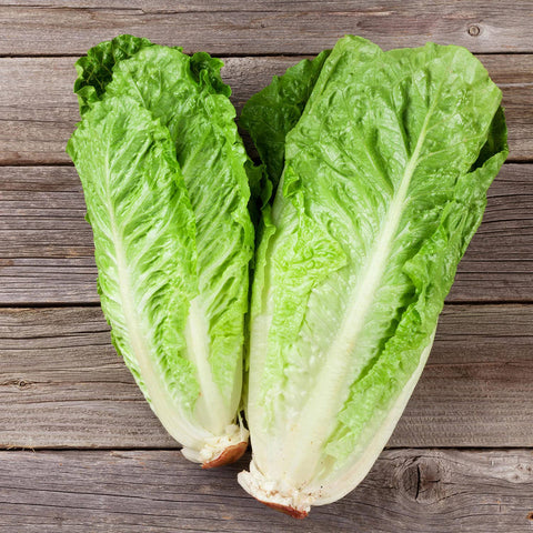 Bonnie Plants Green Romaine Lettuce shows white hearts and crisp leaves.
