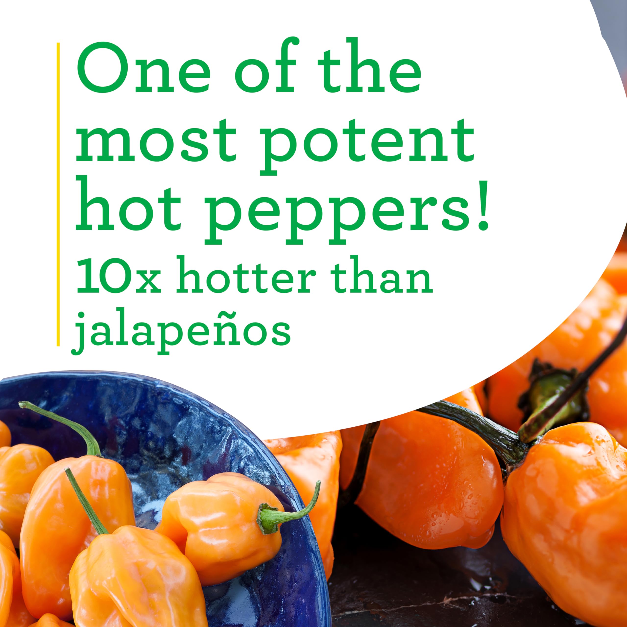 Bonnie Plants Habanero pepper green-to-orange fruit ready to brighten dishes