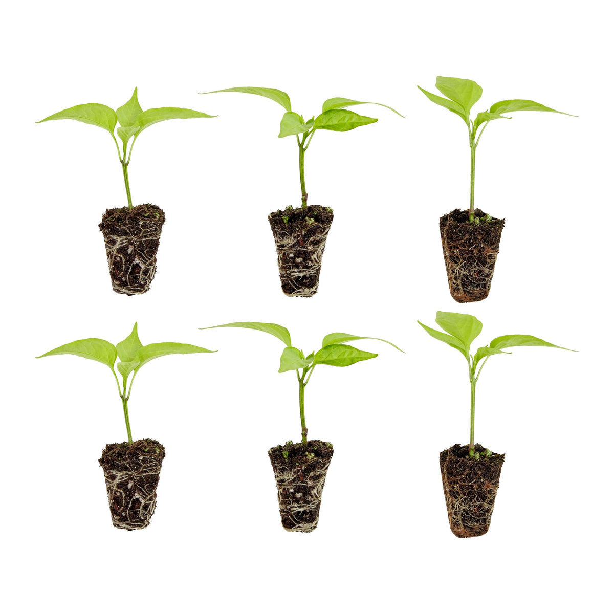 Bonnie Plants Habanero pepper plug plant ready for transplant in sunny beds for fast harvest