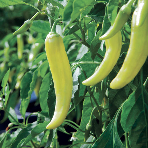 Bonnie Plants Hot Banana Pepper color maturation yellow orange red signals harvest-ready peppers