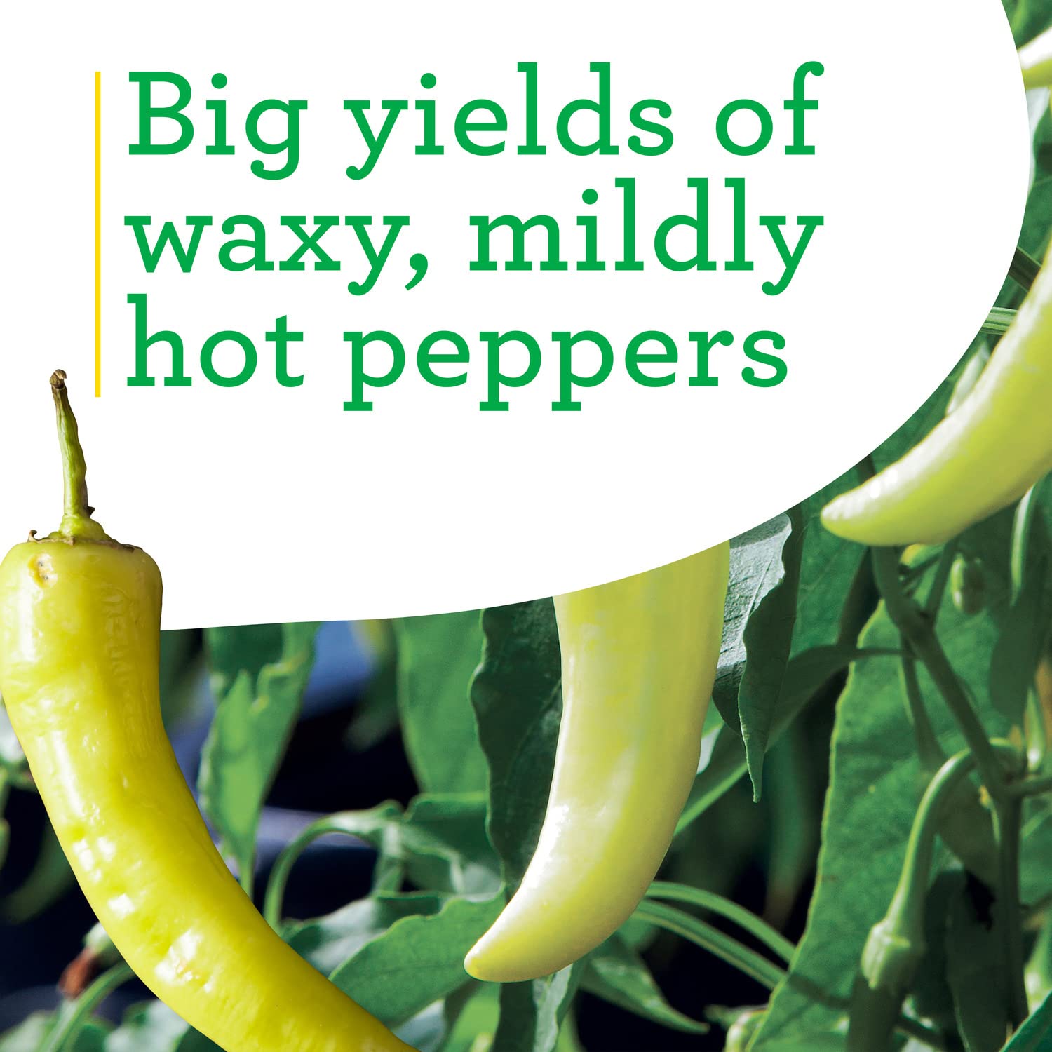 Bonnie Plants Hot Banana Pepper pickling setup with bright peppers for jars