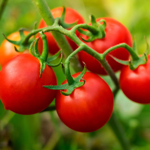 Clusters of bite-sized Husky Cherry Red tomatoes on sturdy vines