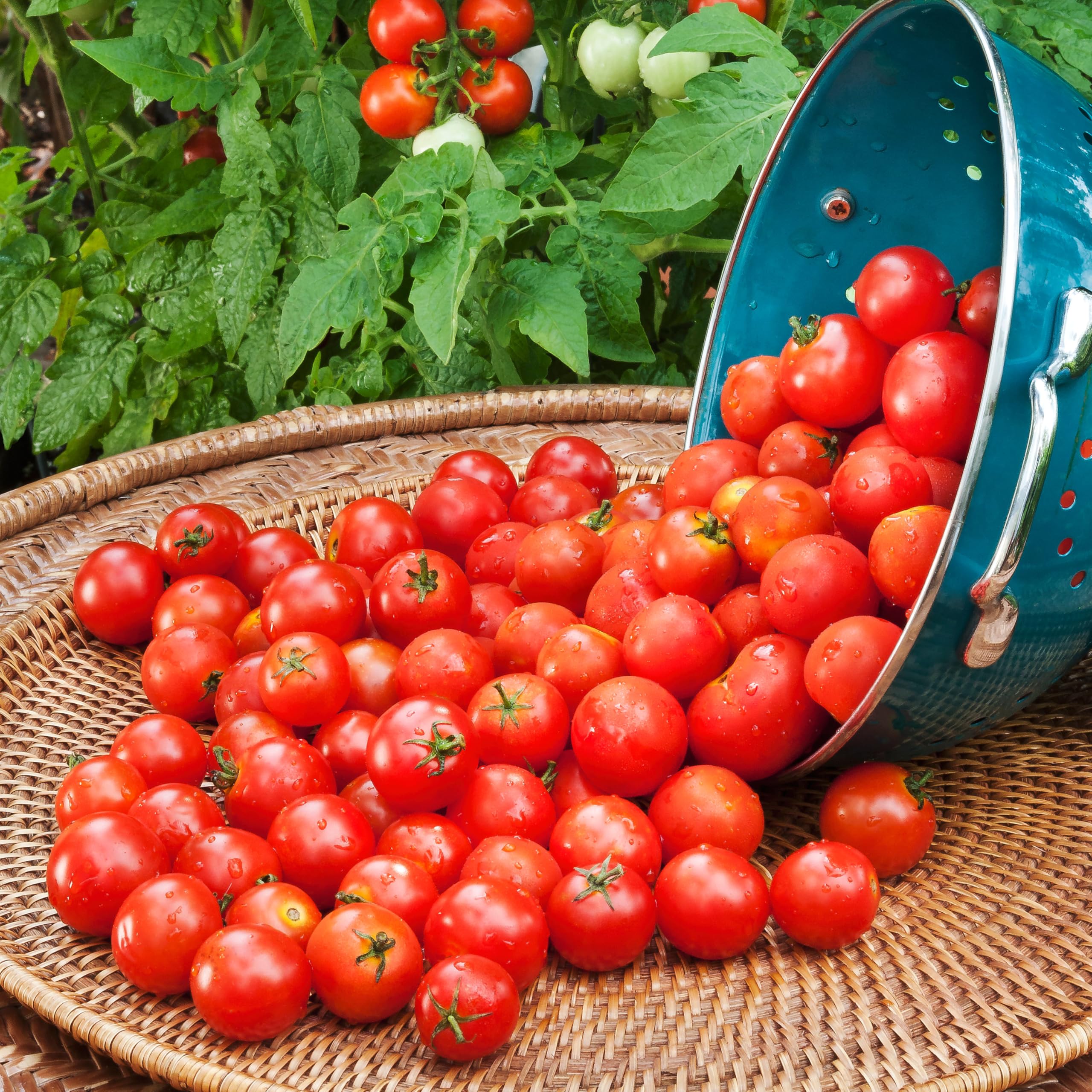 Bonnie Plants Husky Red Cherry Tomato plug in raised bed, productive harvests in sunny beds.