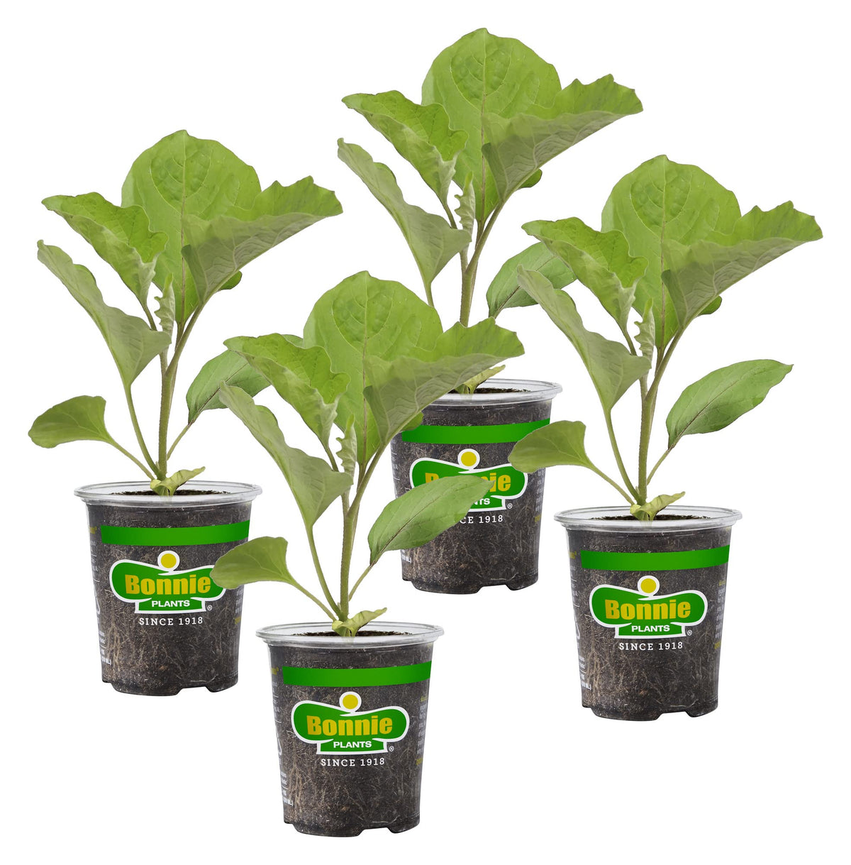 Bonnie Plants Ichiban eggplant long-fruit: ideal for harvest-ready grilling.