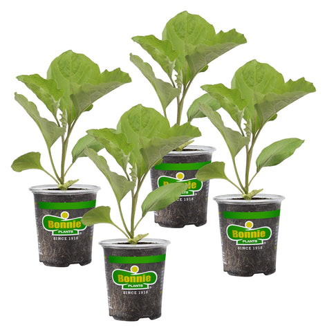 Bonnie Plants Ichiban eggplant long-fruit: ideal for harvest-ready grilling.