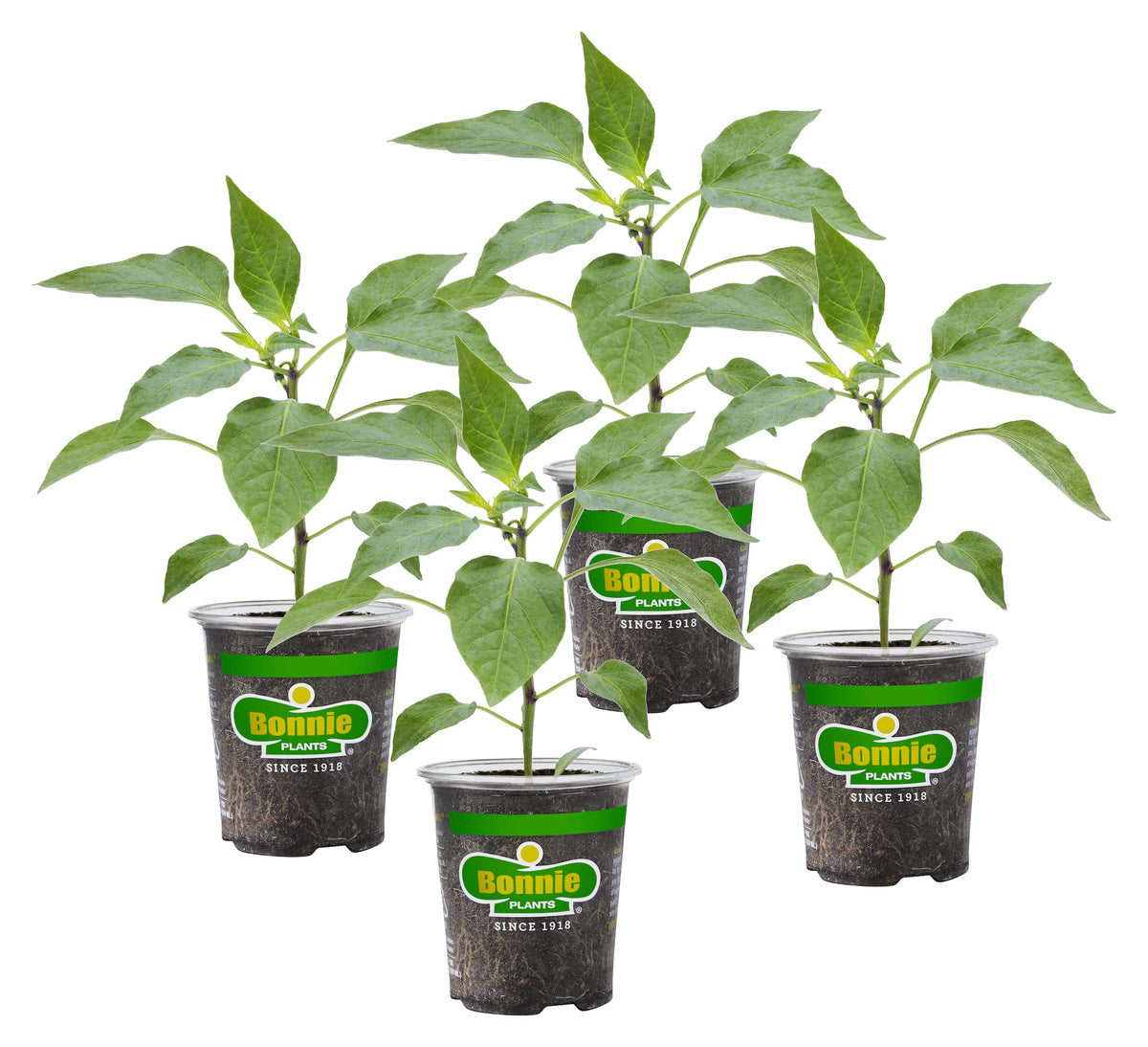 Bonnie Plants jalapeño hot pepper live plant in a 4-pack for home gardening