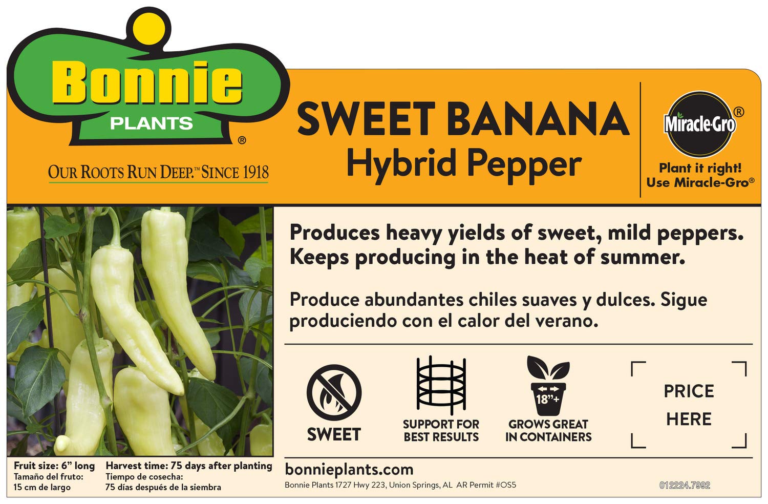 Jalapeño peppers in a bowl, ideal for salsa and roasting