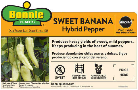 Jalapeño peppers in a bowl, ideal for salsa and roasting