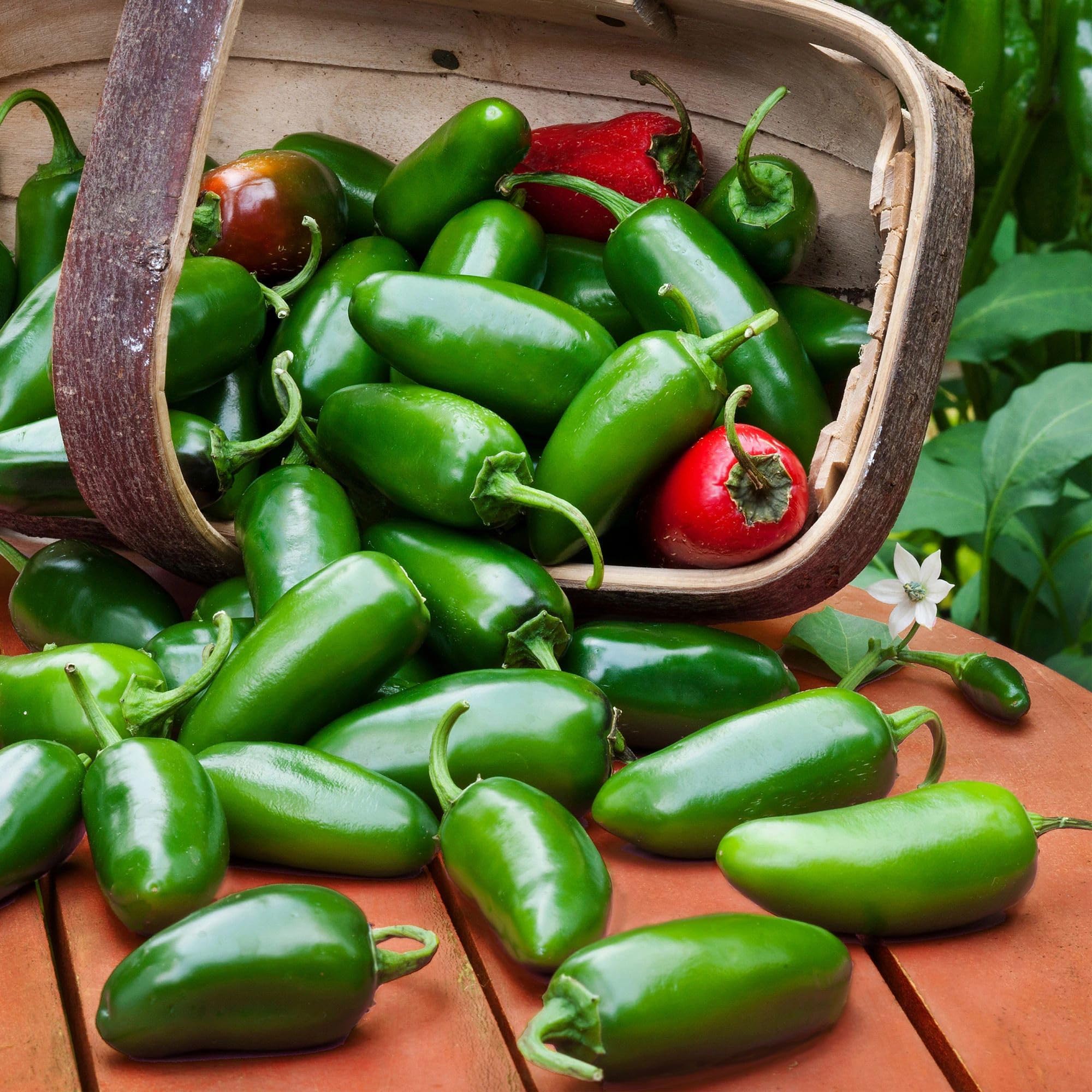 Bonnie Plants Jalapeño plug in garden bed ready for full sun growth