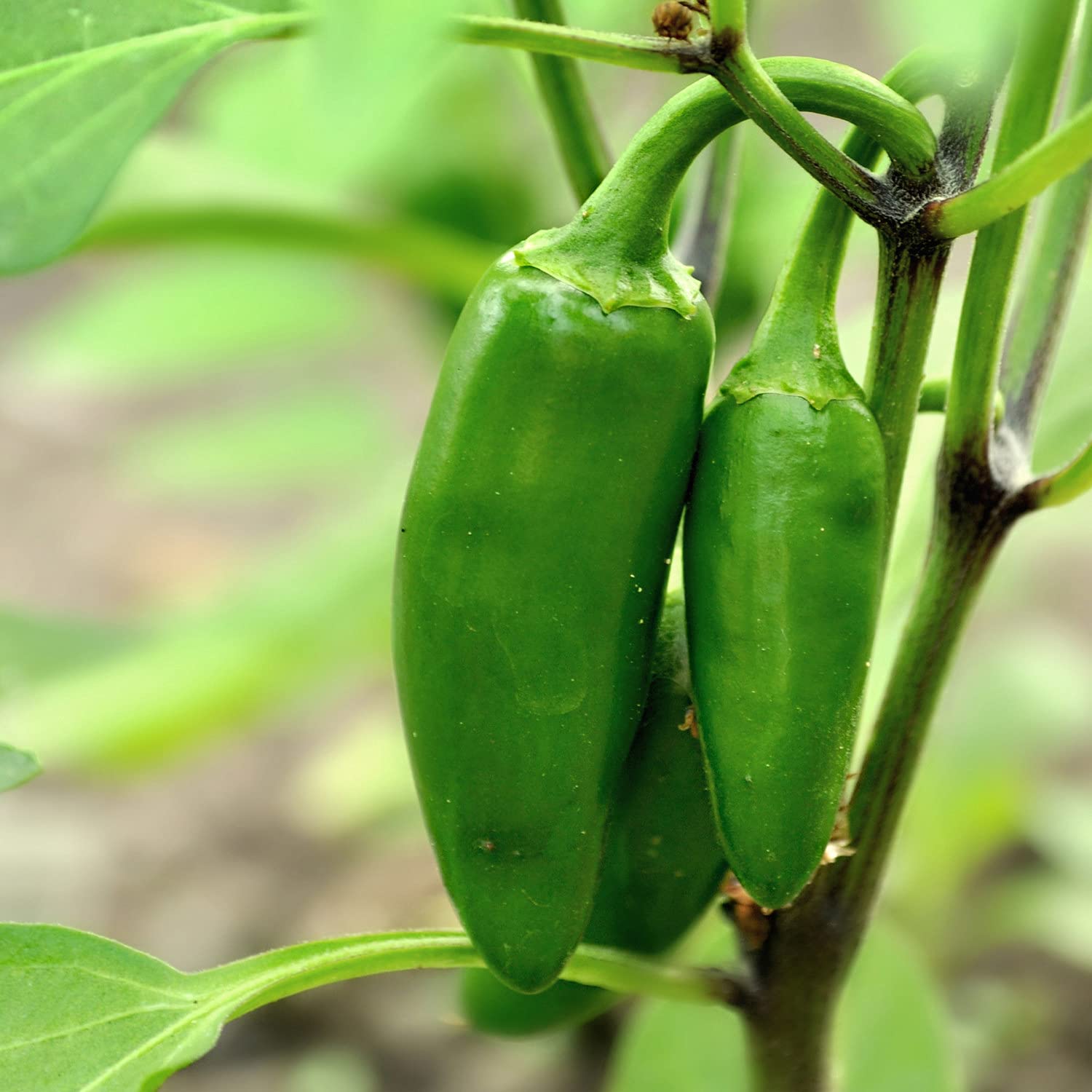 Bonnie Plants jalapeño red-mature fruit ready to spice up meals