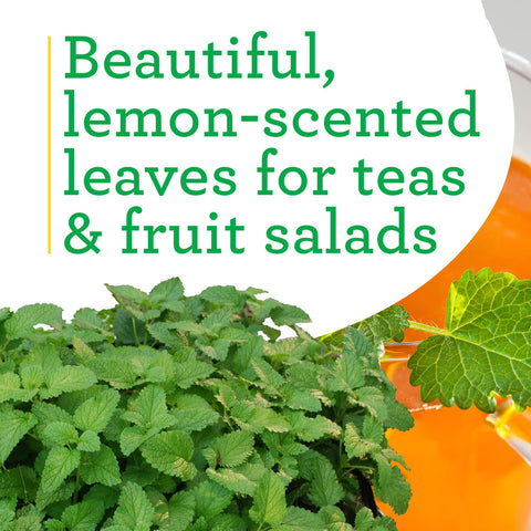 Bonnie Plants Lemon Balm container use ideal for patios and small spaces