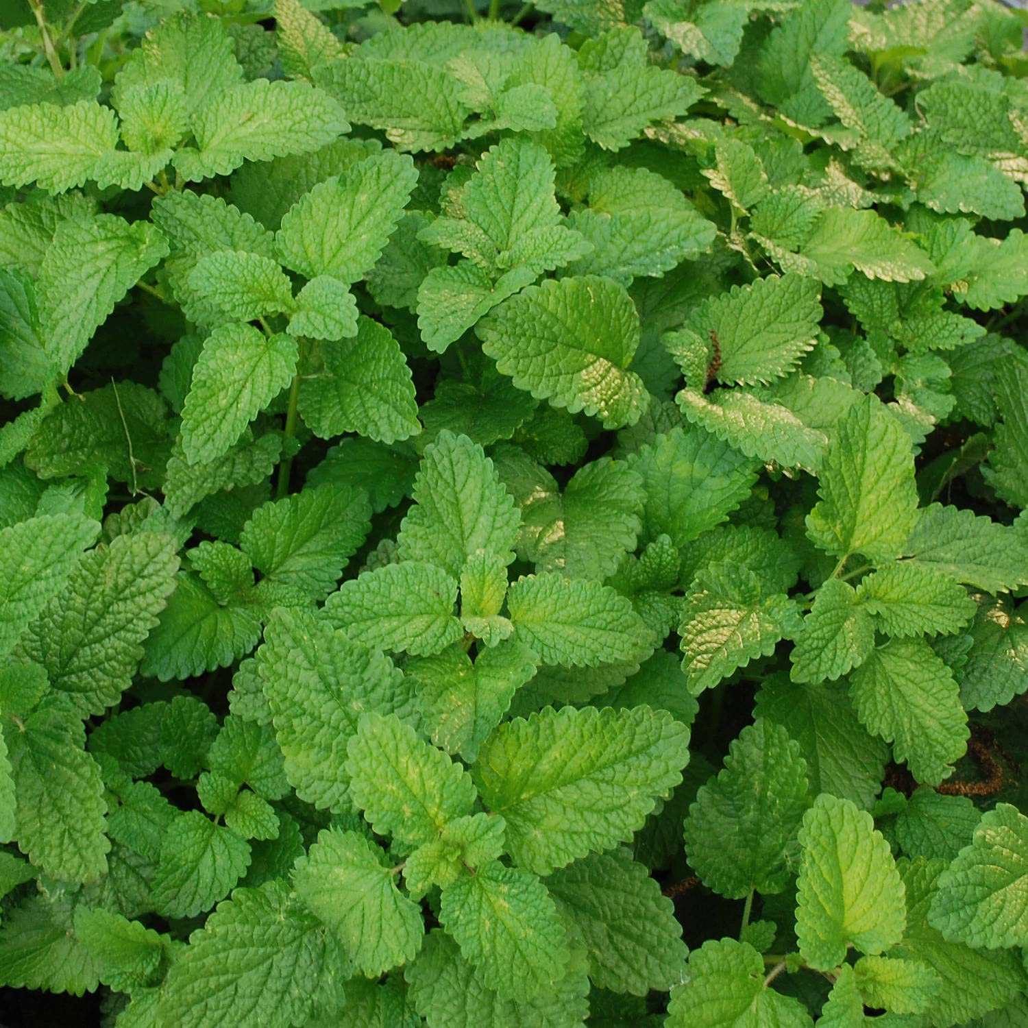 Bonnie Plants Lemon Balm in the garden bed, perfect for borders