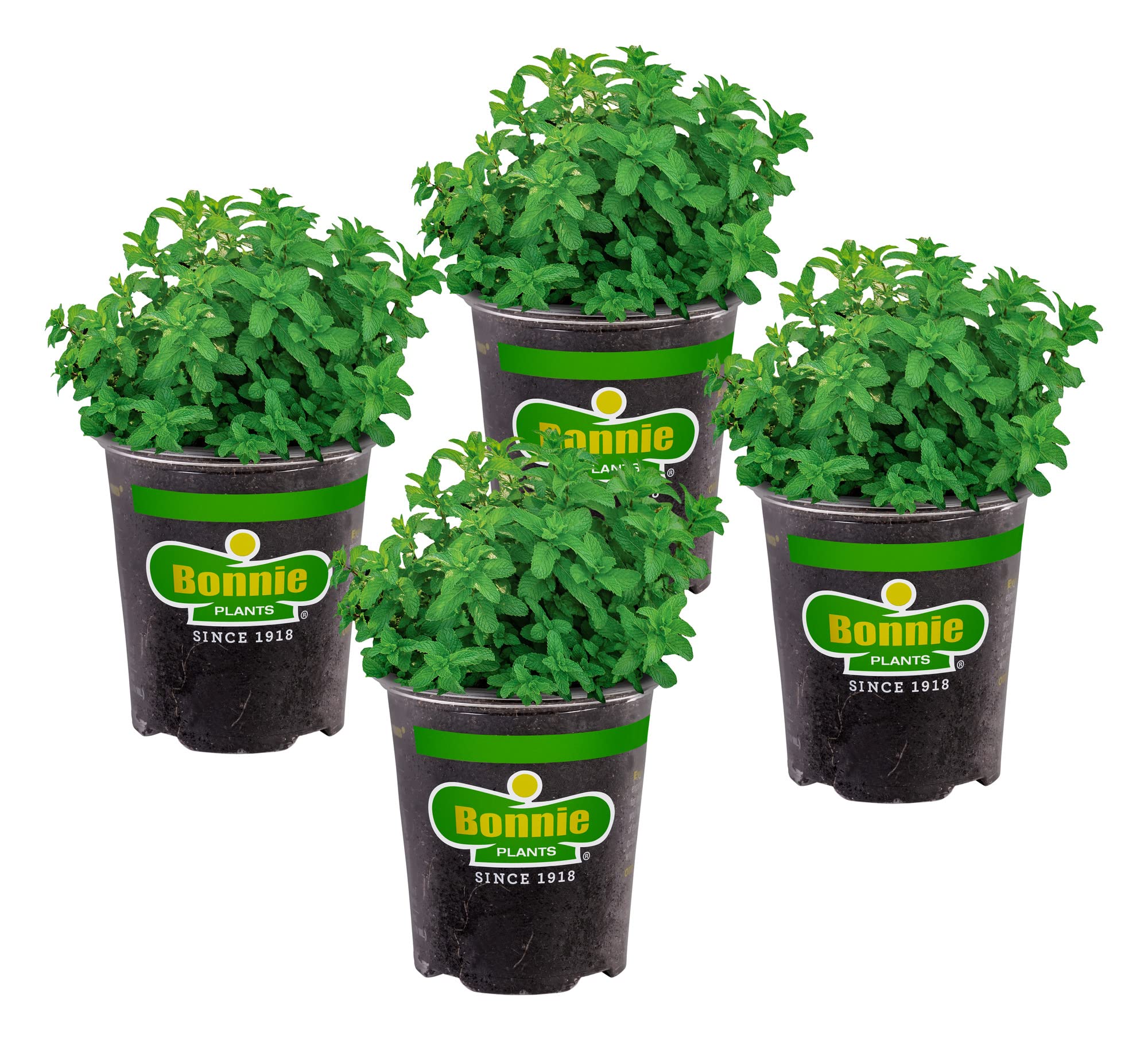 Bonnie Plants Lemon Balm leaf close-up with lemon scent for teas and dishes