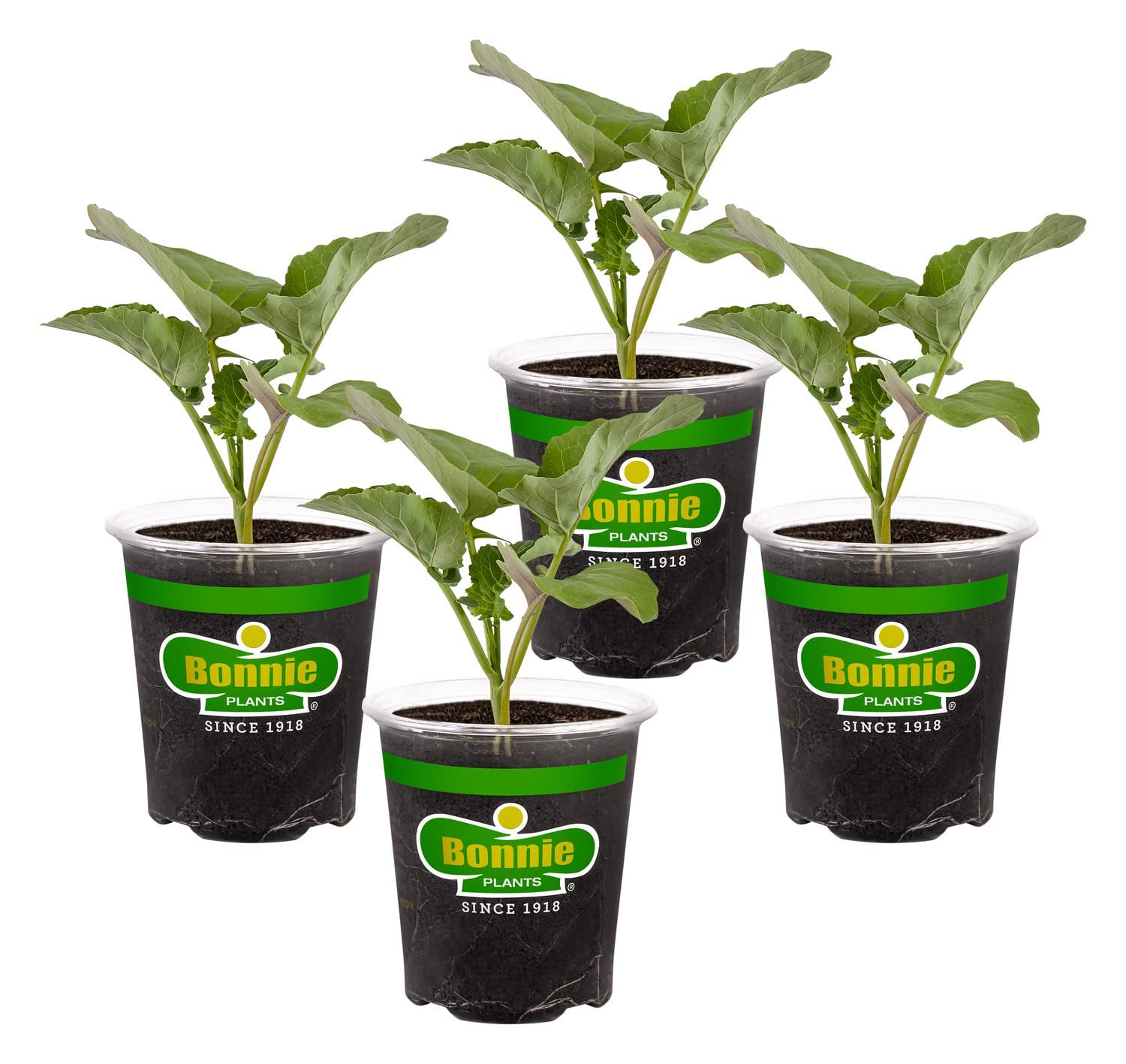 Bonnie Plants Lieutenant Broccoli head close-up showing rich flavor and nutrition.