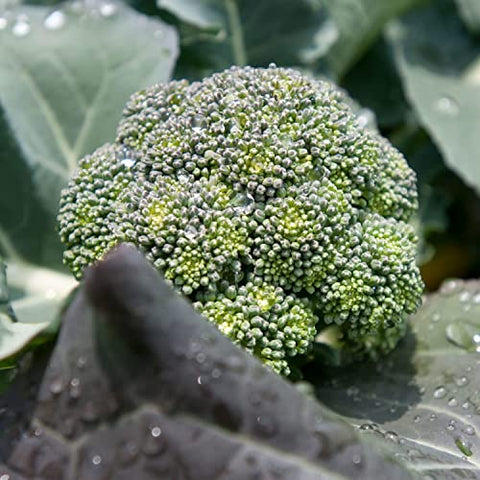 Bonnie Plants Lieutenant Broccoli plants in garden setting showing vigor and warm-weather growth.