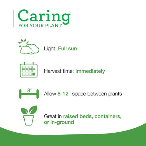 Bonnie Plants onion chives thrive in pots, ideal for small-space containers