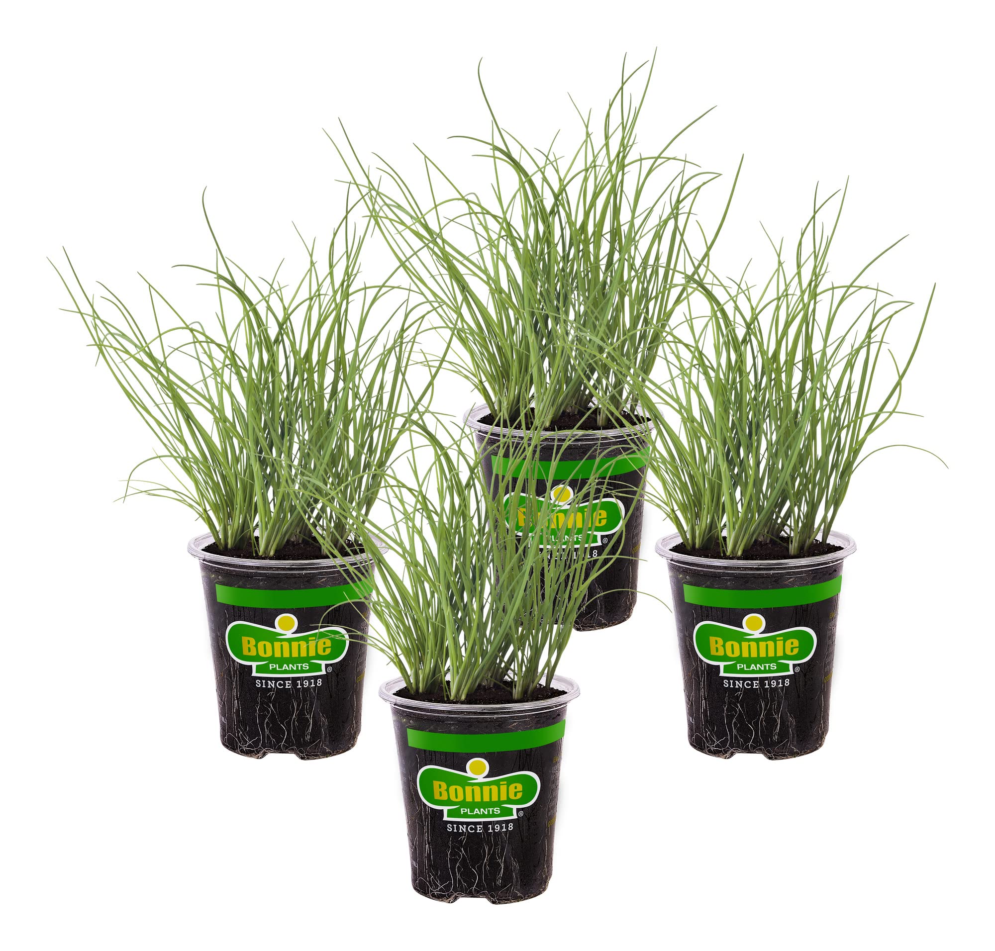 Bonnie Plants onion chives leaves form neat clumps ready for quick harvest