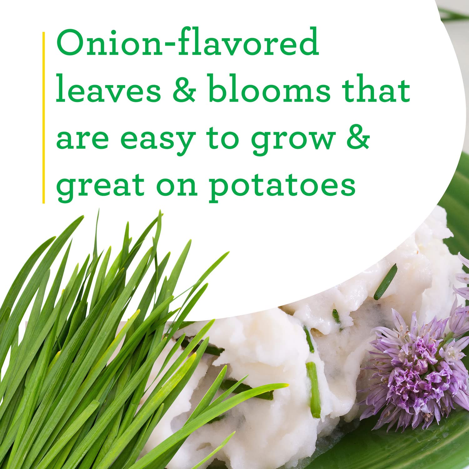 Bonnie Plants onion chives purple blooms brighten beds and borders