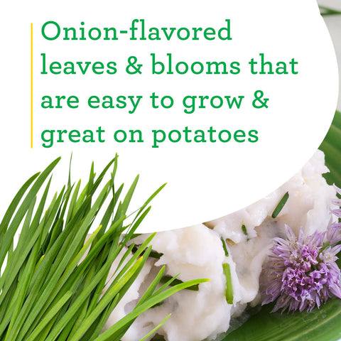 Bonnie Plants onion chives purple blooms brighten beds and borders