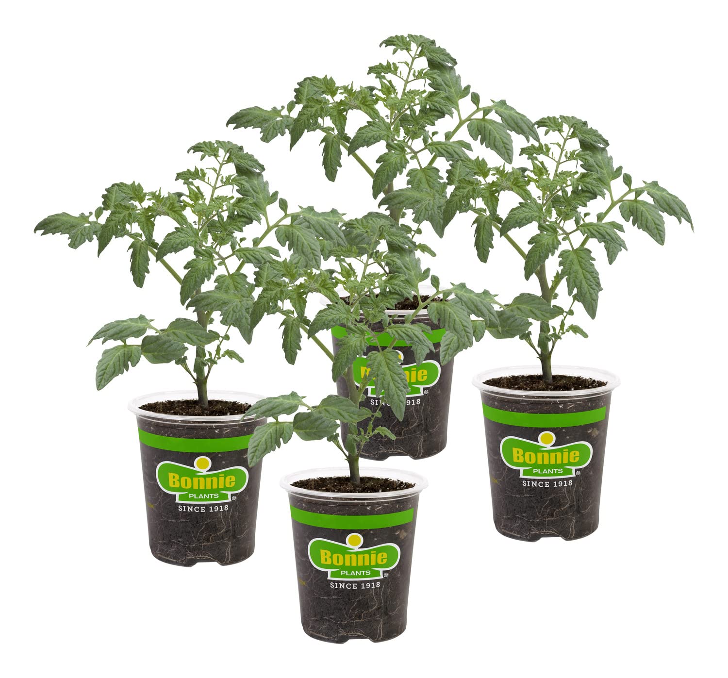 Bonnie Plants patio tomato four-pack for container harvests
