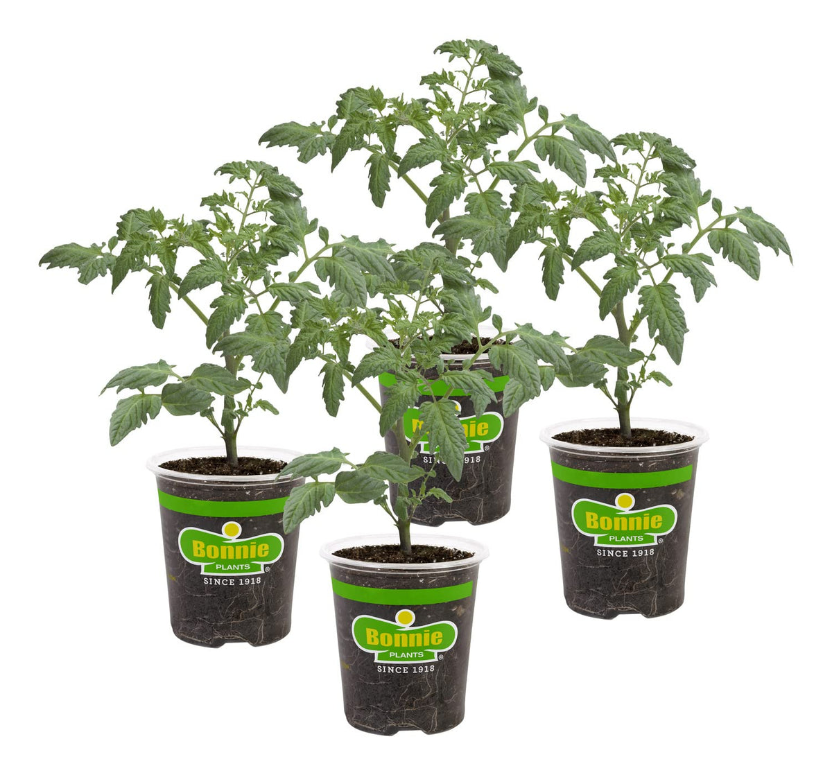 Bonnie Plants patio tomato four-pack for container harvests