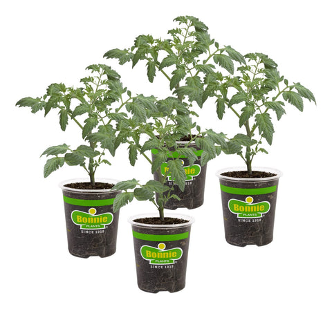 Bonnie Plants patio tomato four-pack for container harvests