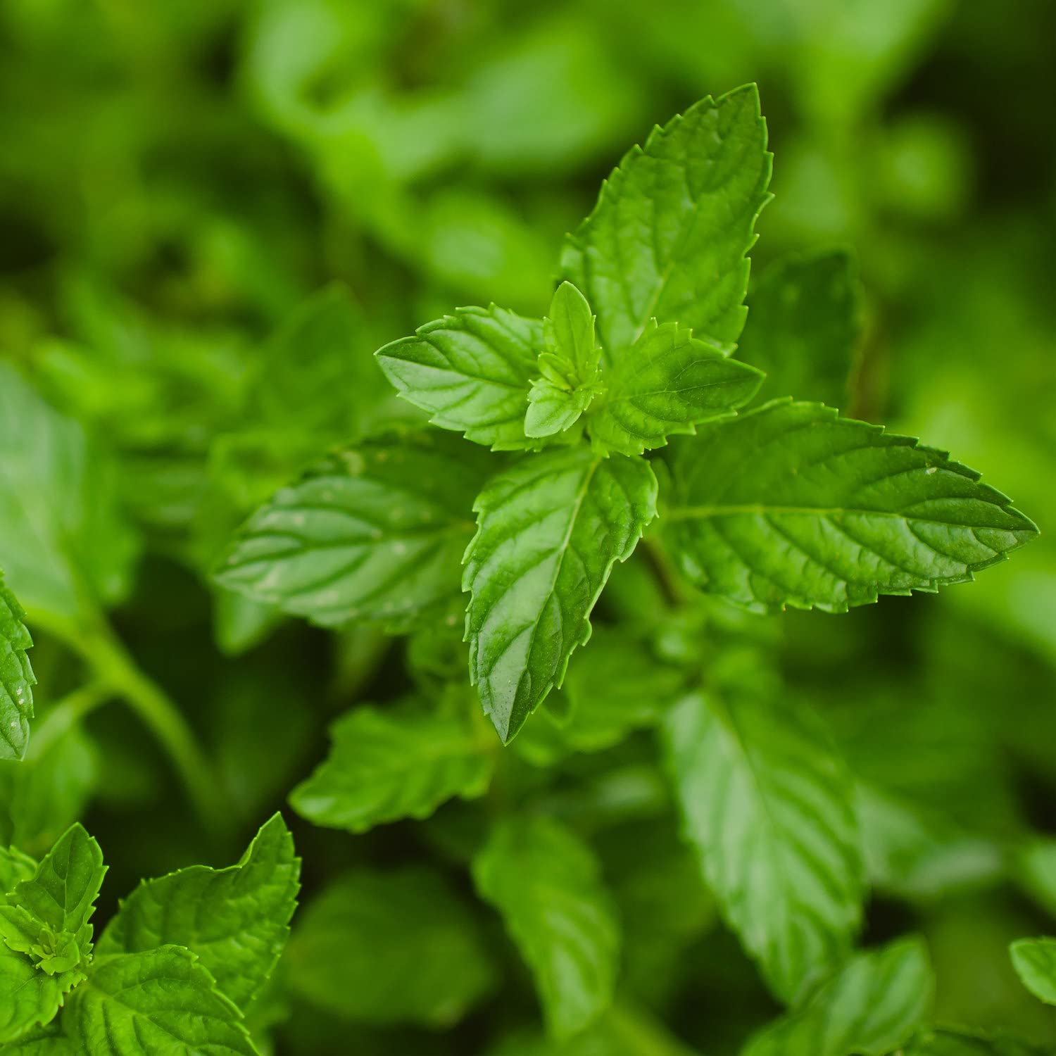 Bonnie Plants peppermint in container garden setup for small spaces