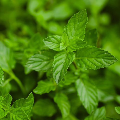 Bonnie Plants peppermint in container garden setup for small spaces