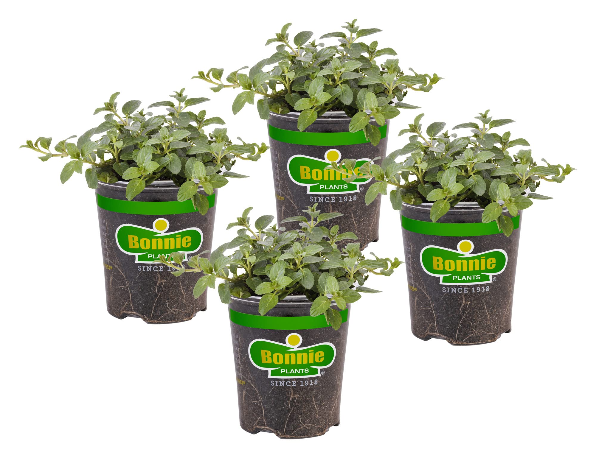 Bonnie Plants peppermint leaves close-up with vibrant aroma for fresh tea