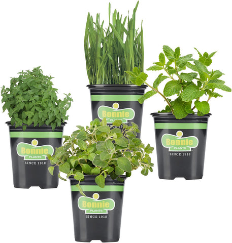 Bonnie Plants Pet Friendly Garden 4-Pack packaging ready to plant for pets.