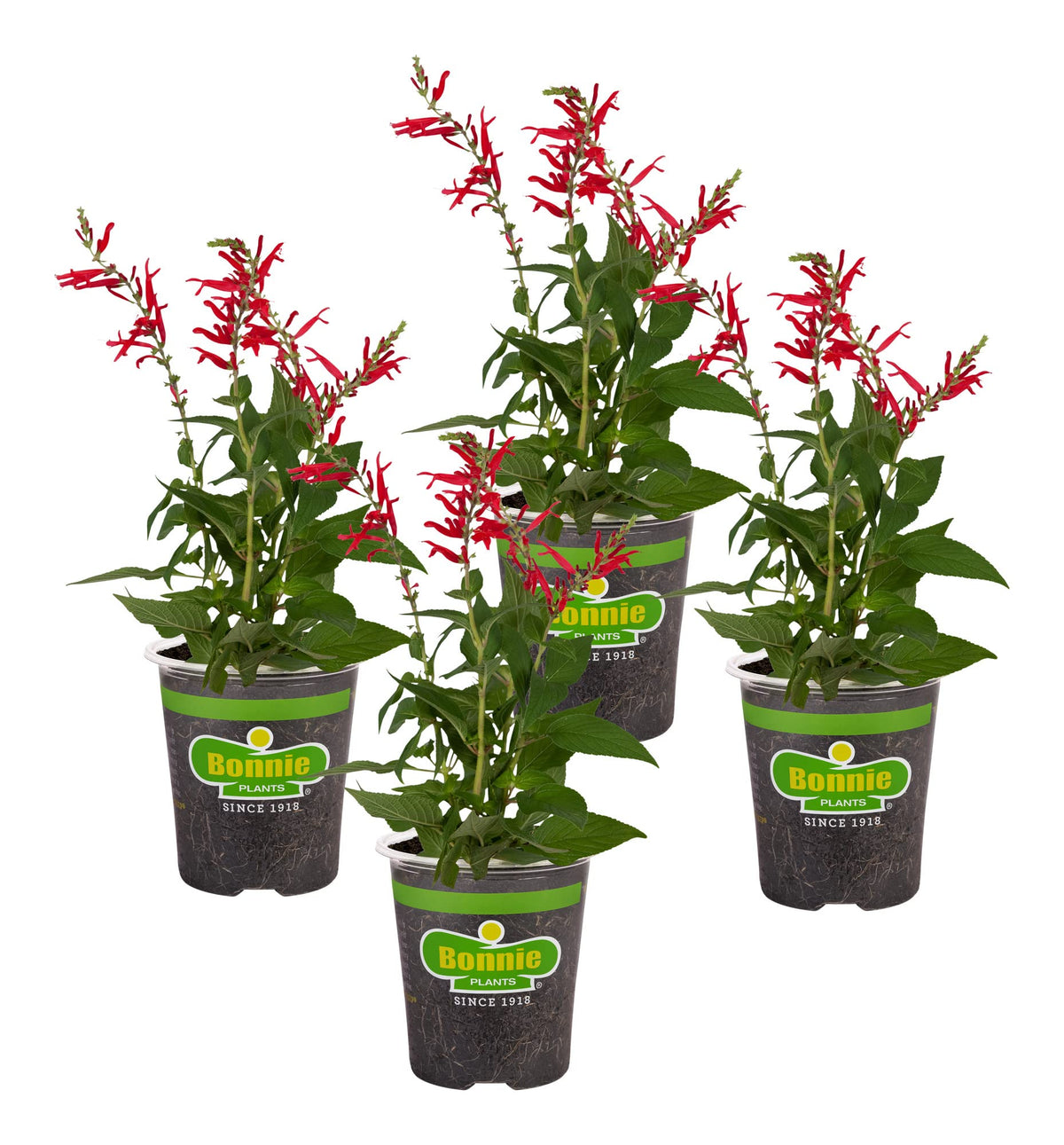 Bonnie Plants Pineapple Sage 4-pack ready to plant in a garden bed