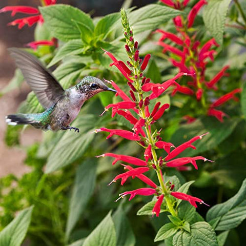 Fragrant pineapple-scented leaves from Bonnie Plants Pineapple Sage