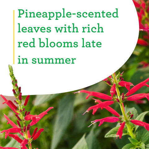 Healthy Pineapple Sage growing in a garden spot from Bonnie Plants