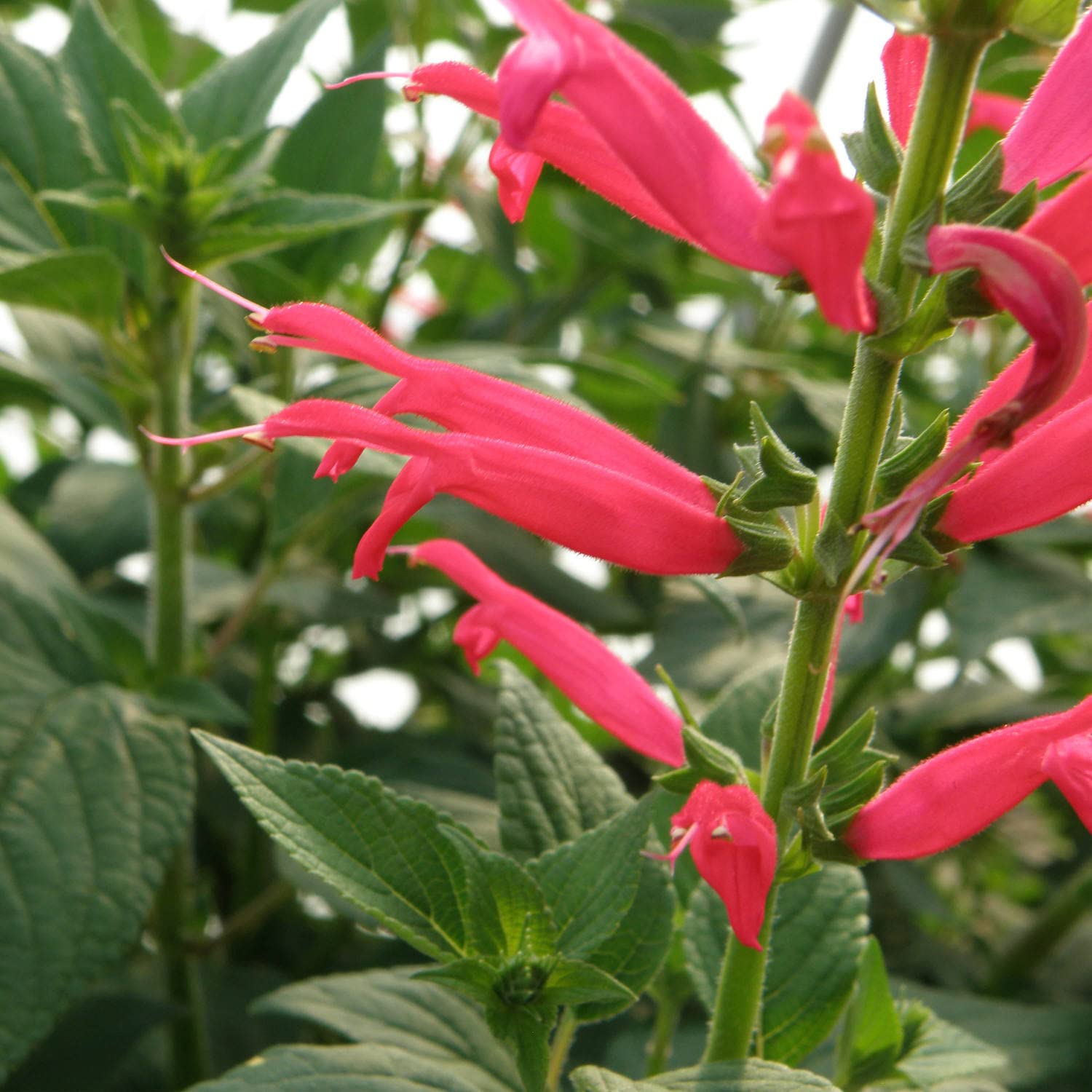 Bright red pineapple sage flowers on Bonnie Plants specimen