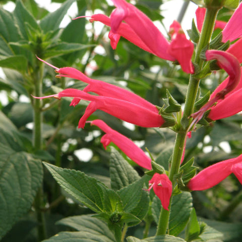 Bright red pineapple sage flowers on Bonnie Plants specimen
