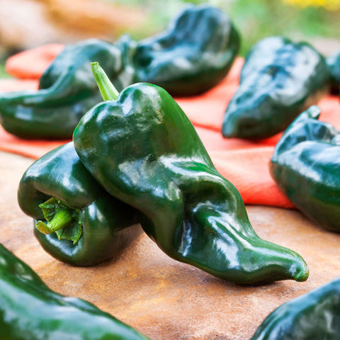Green Poblano-Ancho peppers on stem ready for fresh harvest by Bonnie Plants