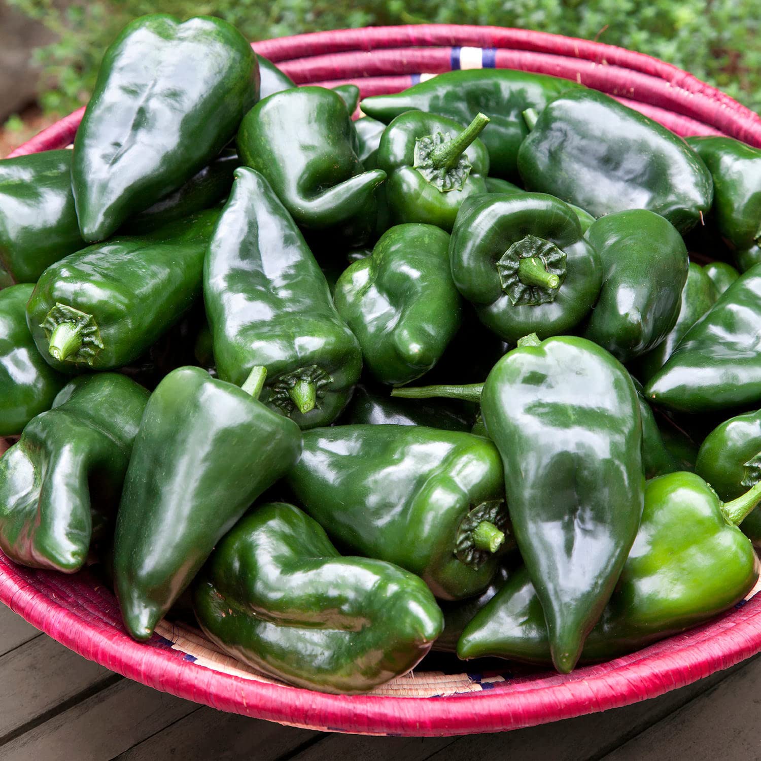 Red-ripe Poblano-Ancho peppers on vine showing maturity for drying