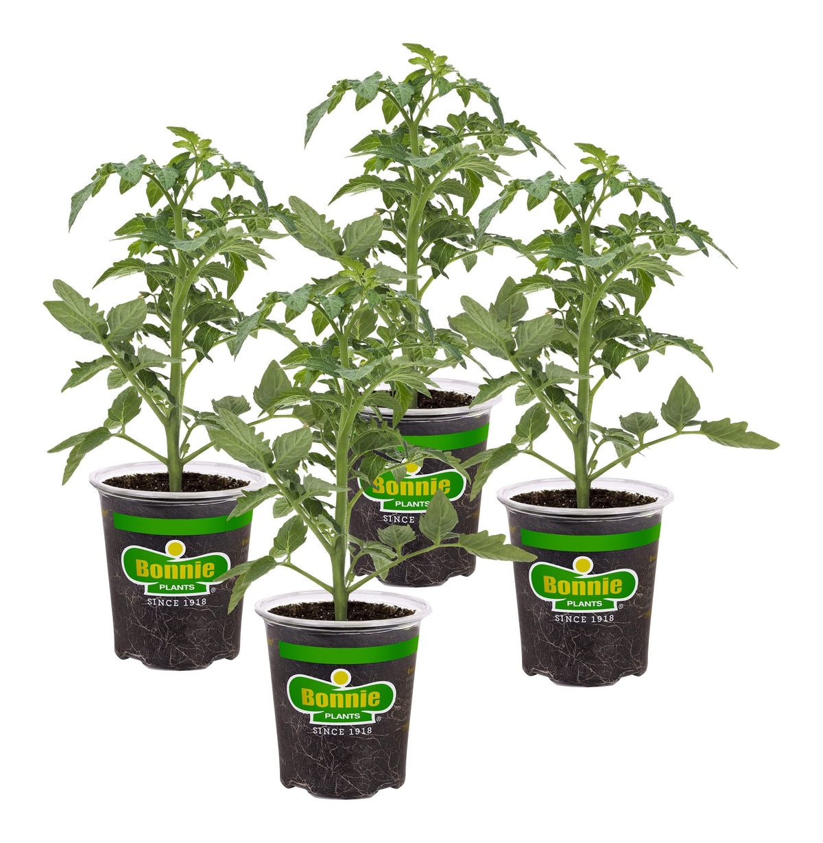 Bonnie Plants Red Beefsteak tomato plant in early growth for home garden