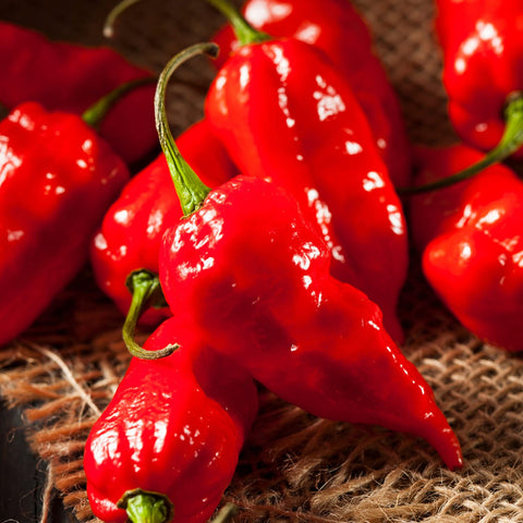 Red Ghost Pepper ripe fruit from Bonnie Plants ideal for bold sauces