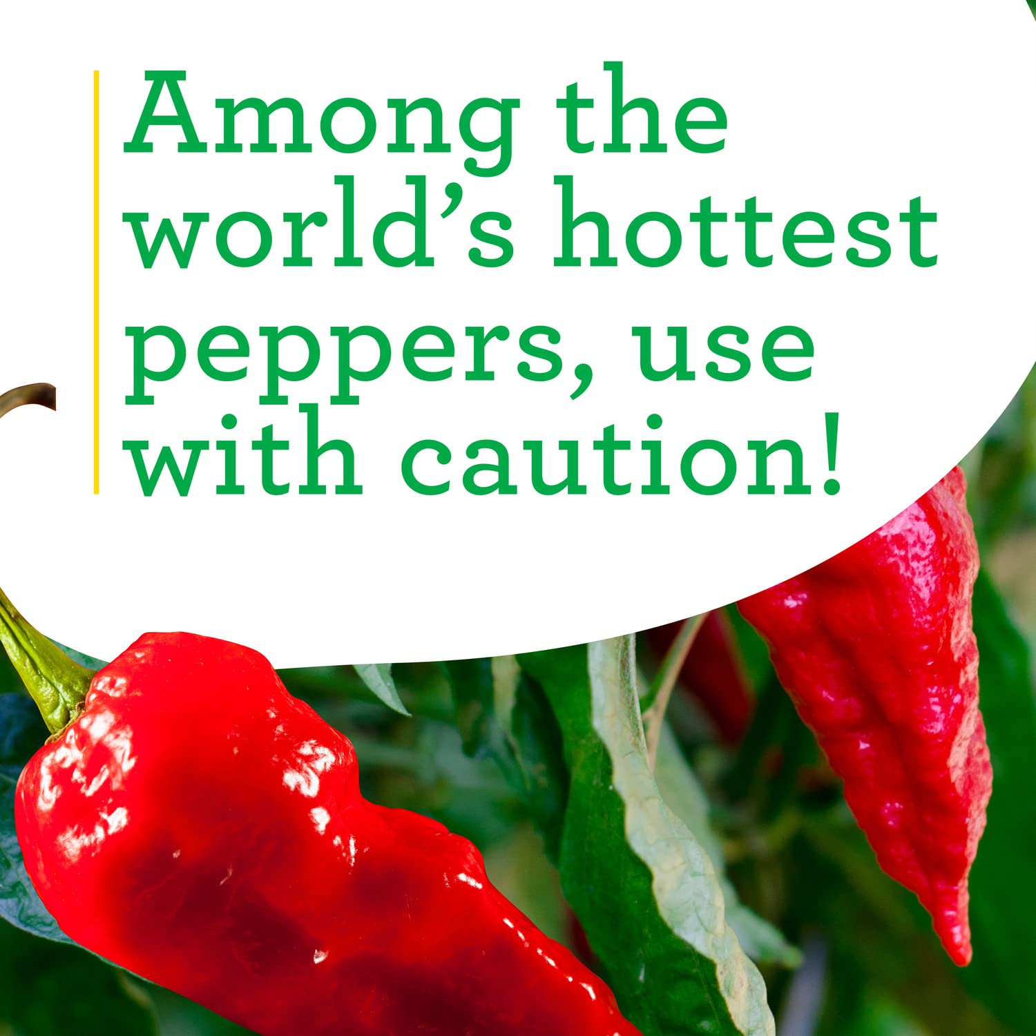 Tall Red Ghost Pepper plant requires staking with Bonnie Plants