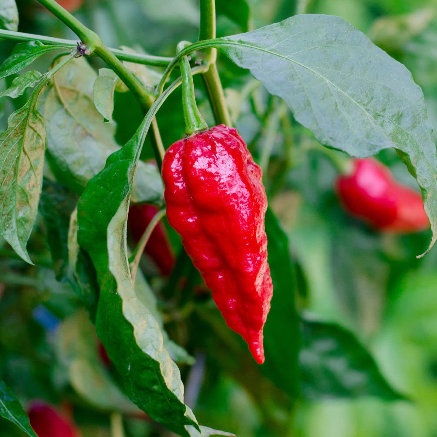 Wrinkled red Ghost Pepper skin on Bonnie Plants for spicy recipes